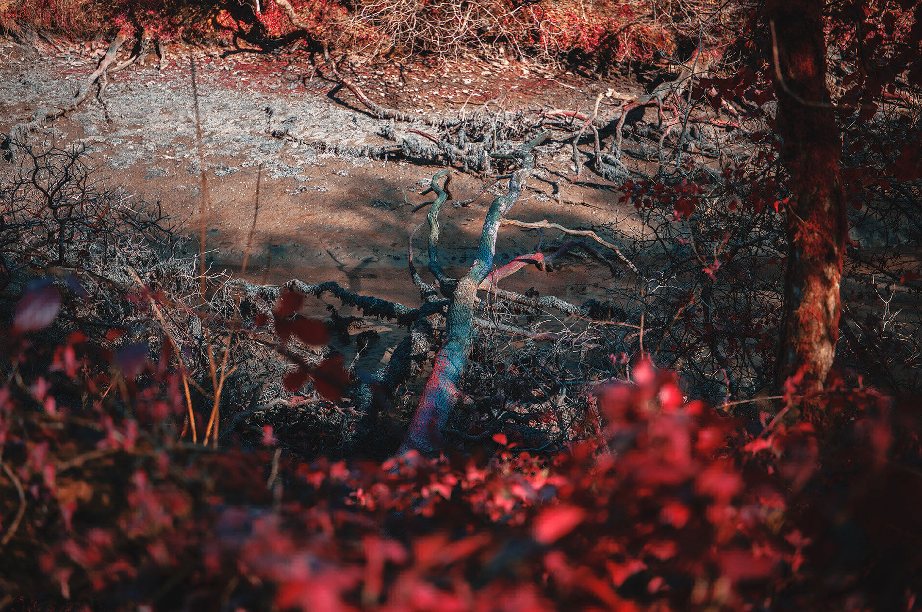 Red Mine Andy Hughes