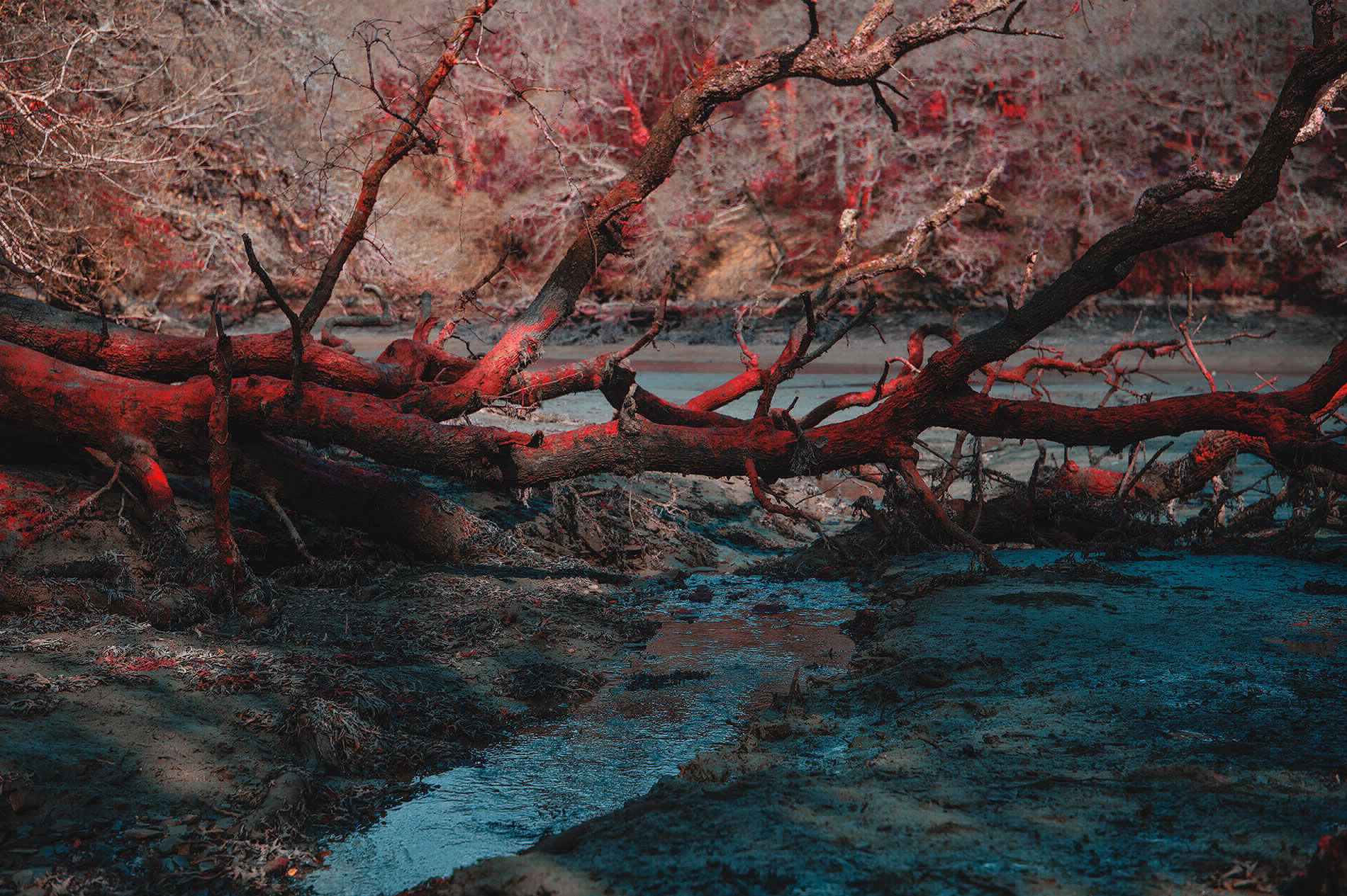 Red Creek Andy Hughes