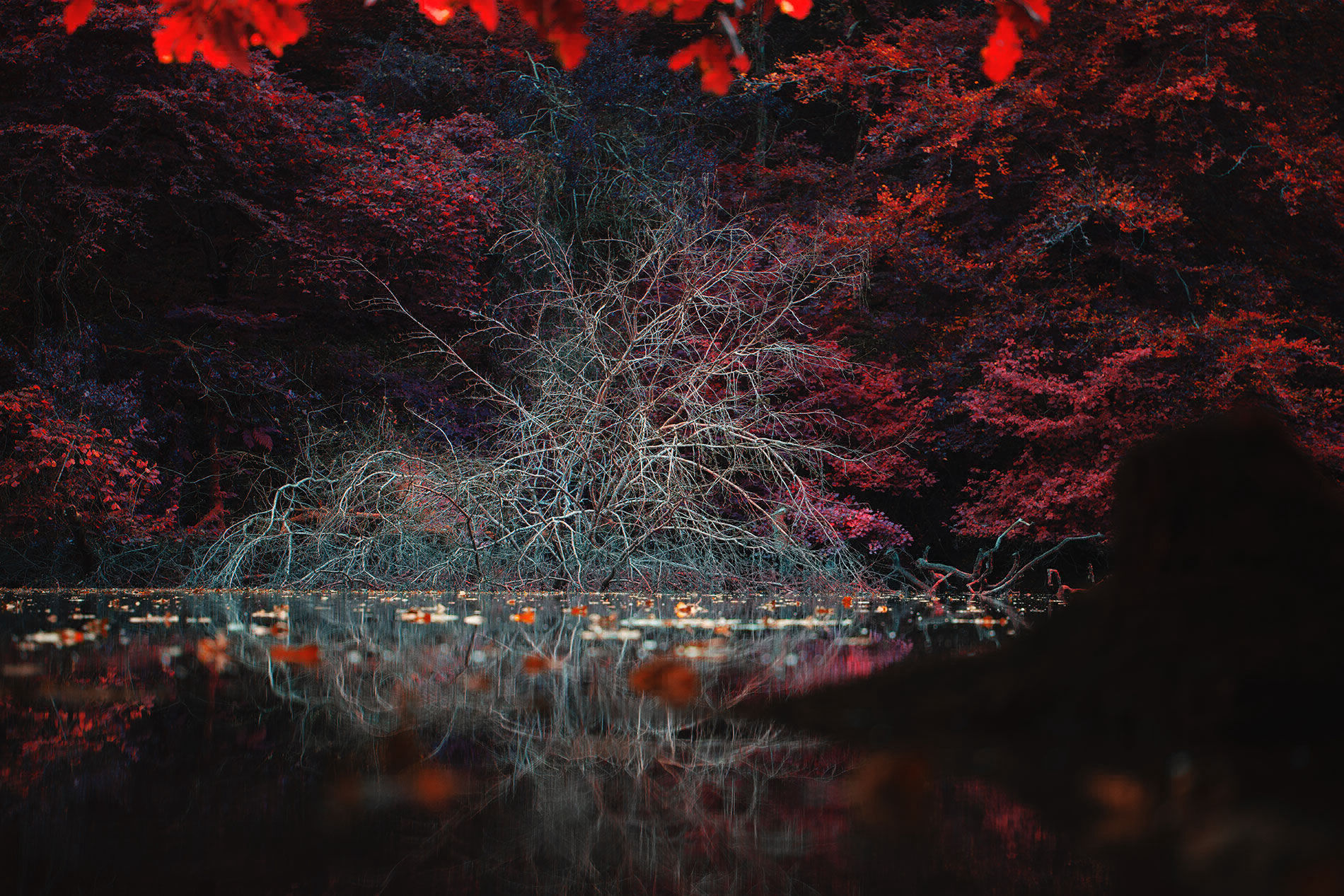 Red Creek Andy Hughes