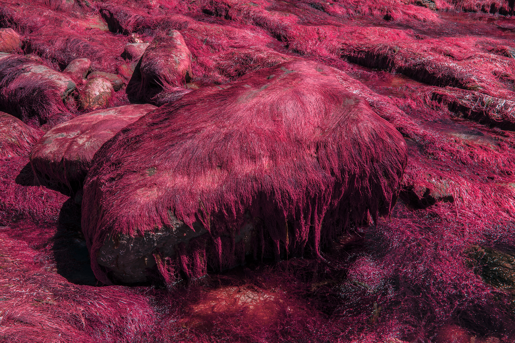 Red Creeper Andy Hughes