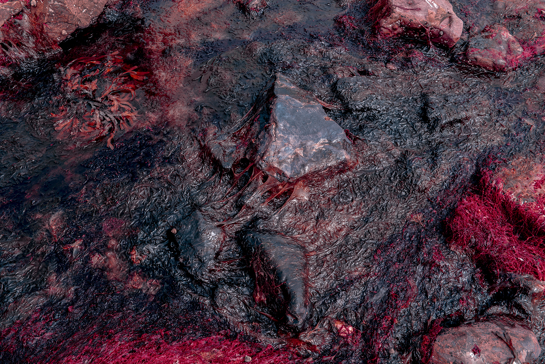 Red Creeper Andy Hughes