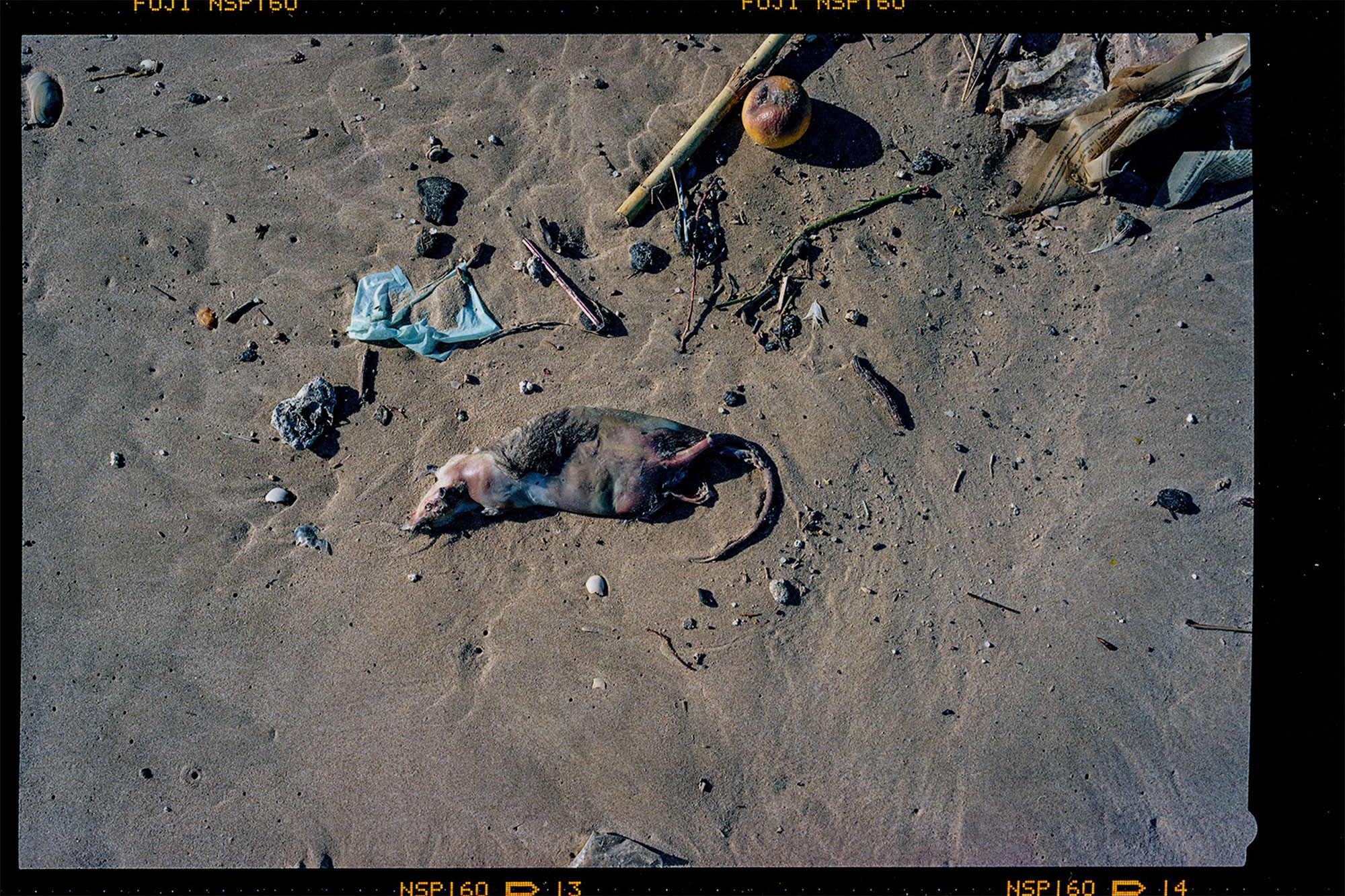 Dead Rat Plastglomerate
