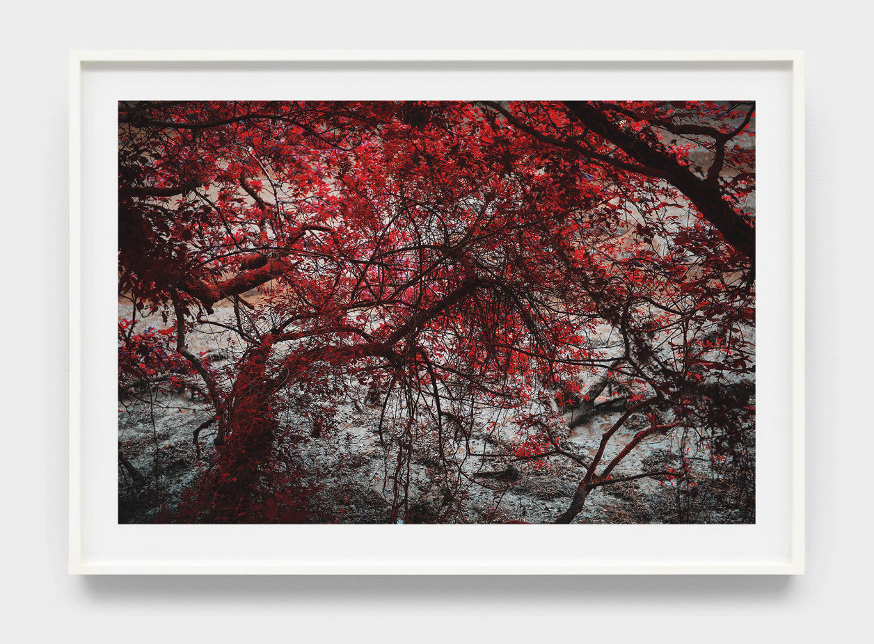 Red Creek Print Sale